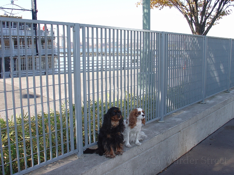 Nyc Dog Park 07.jpg